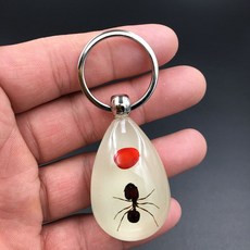 곤충 표본 펜던트 열쇠고리 관찰 학습 성장 실제 과학, 팥 개미