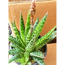 팅커벨 알로에 아리스타타, 1개