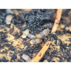 [70종] 등각류 분해생물 쥐며느리 톡토기 비바리움 교육용, 1세트, 드워프샤크 5마리