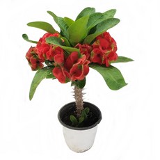 트리앤 대왕 꽃기린(R) 1개, 01. 자이언트 꽃기린 1개