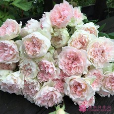 河本系列 鉤針編織 7-8吋盆 日本玫瑰 茶香沒藥混合香味 盆栽裝飾, 1個