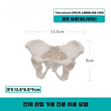 인간 척추 모형 미니 요추 기본형 모양 보건교육 고퀄, B 동적 골반 모델