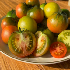 오늘특가)고당도 짭짤이 대저토마토, 1개, 특가할인)_1kg (2S~L) 가정용