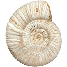암모나이트 화석 교구 장식 표본 수집품 고생물 돌 공룡, 1_약 3cm/개, 1개