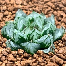 胭 脂 X Ura•电 光 B731-1, 1個