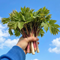 [봄제철] 당일수확 두릅 향긋한 자연산 땅두릅, 1박스, 300g