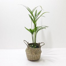 아레카야자(소) 해초 바구니 공기정화식물, 1개