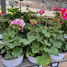 플랜츠영 인기식물 페라고늄 제라늄 중품 20-40cm 69 색상랜덤