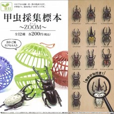 甲蟲採集標本 扭蛋 轉蛋 YELL 蛋樂寶, 1個, 隨機出貨