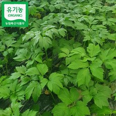 신선신선초 아침수확 농장직송 유기농 신선초, 1kg, 1개