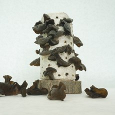 목이버섯, 1박스, 목이버섯(건물) 30g