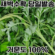 [하루50박스만] 거문도 해풍쑥 국산 쑥 생쑥 햇쑥, 1박스, 500g