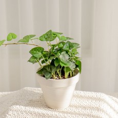 갑조네 아이비 넝쿨 식물 화분 공기정화식물 생화, 하트아이비(소품), 1개