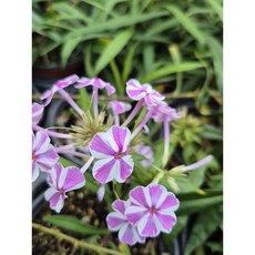 새롬이네정원 후룩스-나타샤 야생화, 1개