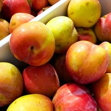 금메달농수산 산지직송 고당도 추희 노지자두, 1개, 1kg 중과 (정품)