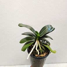 뿌리상태가 좋은 대엽풍란, 1개