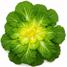 [가락시장 직송] 제일 신선한 국내산 제철 봄동 배추, 1박스, 500g