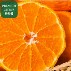 제주 고당도 못난이 가정용 한라봉, 1박스, 혼합과 10kg