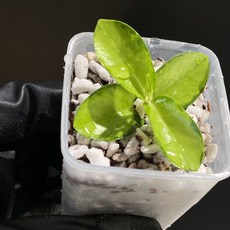 호야 쿤밍기아나 바리에가타 동일품배송