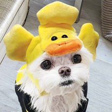 펫 모자 애견용품 담아보리 펫액세서리 오리모자