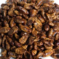 냉동번데기 생번데기 번데기 1kg 추억의 길거리대표 食, 1개