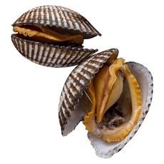 산지 직송 벌교 새꼬막(중) 선도 유지 세척발송 쫄깃쫄깃 끝내줍니다, 1박스, 3kg