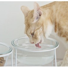 고양이 유리 수반 800ml 받침, 1개