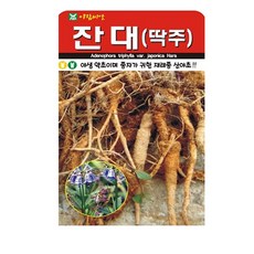 솔림텃밭몰 잔대씨앗 1000립 잔대 딱주씨앗 약초씨앗 산야초, 1개