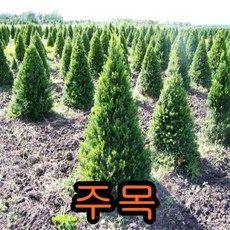 주목 나무(어린묘목) 실생2년 20그루 묘목 나무판매, 1세트