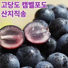 [초특가할인] 당도선별 캠벨포도 포도 하루20박스만, 1박스, 고당도 1kg 품절임박