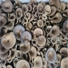 친환경 느타리버섯 신선 버섯 채소, 1kg, 1개, 1kg