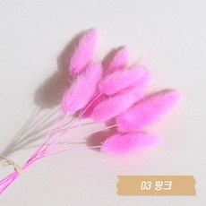 화연양화 프리저브드플라워 선별 라그라스 강아지풀 10개입, 03 핑크