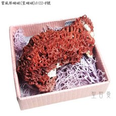 聖哲曼 管風琴珊瑚 紅珊瑚礁簇 海洋礦物晶體標本