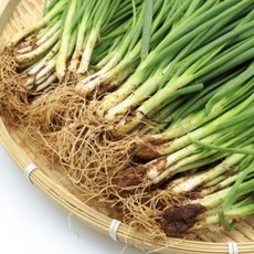 리코차니몰 국내산 흙 쪽파, 2개, 1kg