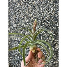 空氣鳳梨 Streptophylla 電捲燙，拉花苞準備開花植株