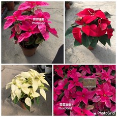 霏霏園藝 聖誕紅 5吋盆栽 迷你桌面擺飾