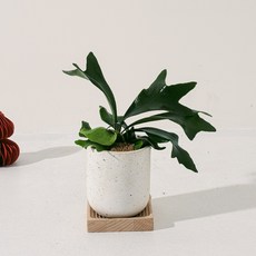 森林有塊田 辦公室植物, 綠色, 1個