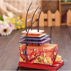 피부 모낭 구조 조립 모델 4D 병원 교육 장비 해부학