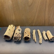 蝦木 仙人掌木 蛇王木 蝦木 沉木造景 天然蝦屋 蝦屋，提供寵物躲藏與安全感，10cm/15cm可選, 1個, 細15cm