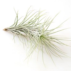 갑조네 푼키아나 공기정화식물, 1개