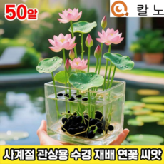 100/200 수련 연꽃 씨앗 관상용 수경 재배 연꽃 씨앗 미니수련 씨앗 수경재배 미니 그릇 행운 수반 연꽃 씨앗 사계절 꽃핀다 수경식물 실내식물 LUPEIYA, 50개