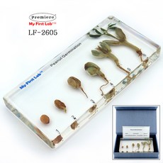 고품질LF-2605 성장표본땅콩, 단품