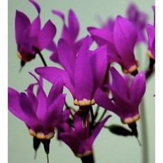 새롬이네정원 인디안앵초 야생화, 1개