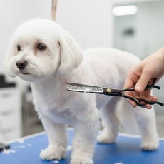 루프메이드 반려동물 틴닝 미용가위 17cm 블랙 1개