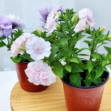 유담정원 1+1 베이비핑크페츄니아+드레스업라벤다 페츄니아 2종 겹꽃 화초 모종 농장직송, 2개