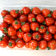 루비벨토마토 희귀한 명품방울토마토 오픈특가진행중, 1박스, 2kg