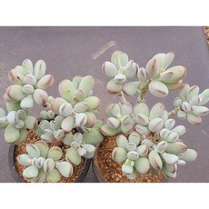 다육식물 방울복랑 1+1 중품다육