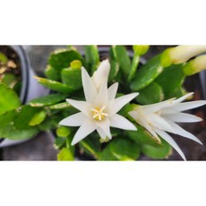 원종게발선인장 흰색 랜덤 화이트 1개신상품26년꽃길, 1개