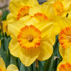 [오늘의정원] 수선화 구근 델리베스 2구 1세트 추식 노지월동