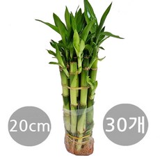 도도팜 1+1+1 개운죽 20cm (30개) / 개운죽 10~12cm(30개) / 개운죽20cm (20p) / 개운죽30cm (20개) 수경식물 공기정화식물 실내먼지제거 생화, 1개, 01. ..개.운.죽20cm x 30개 1개